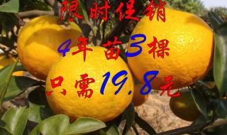 丑橘和粑粑柑是一个品种吗