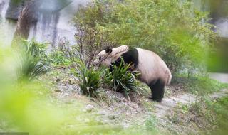 大熊猫走路的样子像什么_
